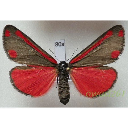 Tyria jacobaeae (Linnaeus, 1758) Czech80a